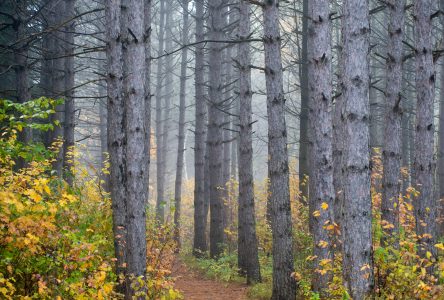 Québec demande d’éviter les activités en forêt