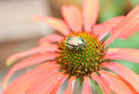 Les scarabées japonais, ces coléoptères qui ravagent nos végétaux