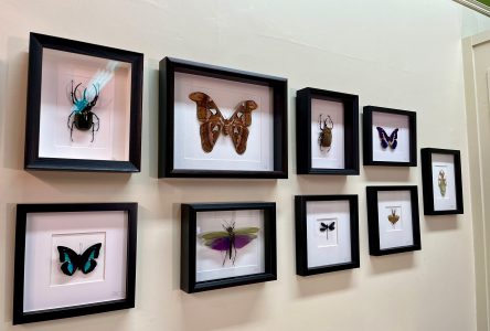Un regard nouveau sur les insectes à la galerie Ö Berkail