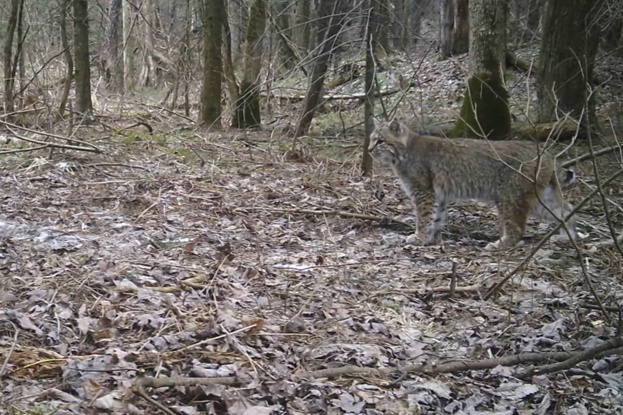 Le GARAF confirme la présence de lynx à Saint-Nicéphore